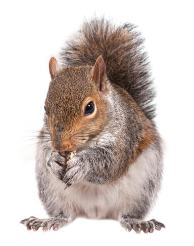 A photo of a Squirrel