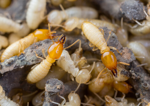 A swarm of termites