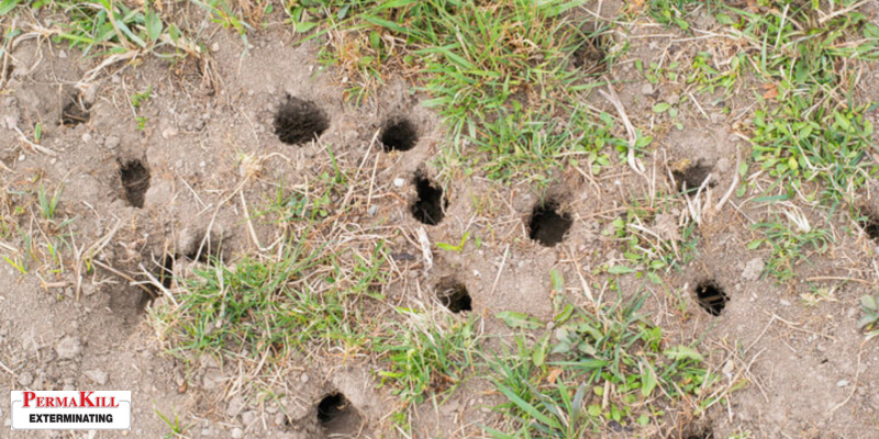 Vole hole in the ground