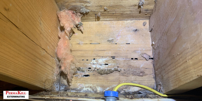 Ants damage on the wooden panel