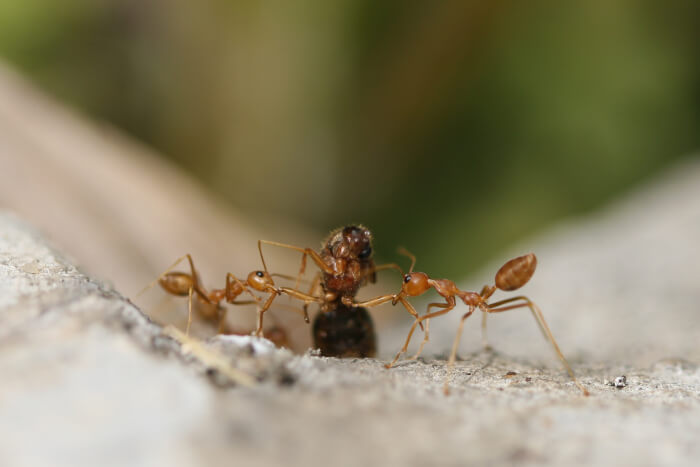 prevent ant infestation