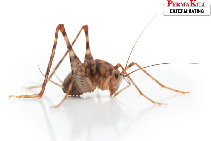 How to Get Rid of Spider Crickets - Permakill Exterminating