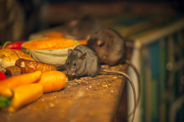 mouse eating in a messy kitchen 